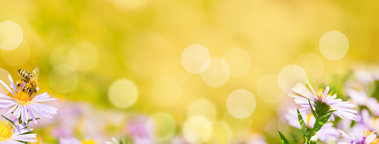 Suche Eine Biene sammelt Pollen aus Blüten